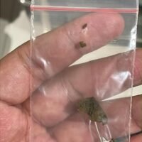 BNN Tangkap 2 WN Rusia di Bali, 7 Kg Narkotika Hashish Disita