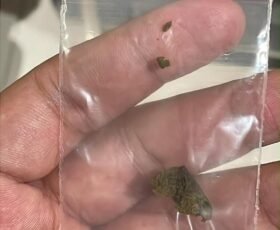 BNN Tangkap 2 WN Rusia di Bali, 7 Kg Narkotika Hashish Disita