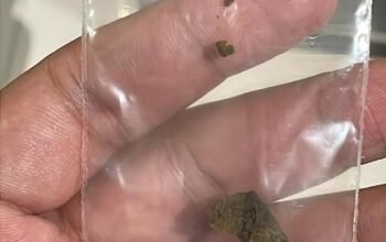 BNN Tangkap 2 WN Rusia di Bali, 7 Kg Narkotika Hashish Disita