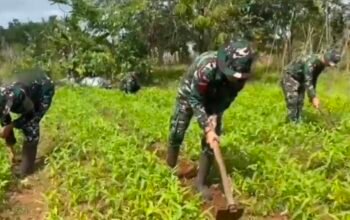 Satgas Yonif 123/Rajawali Wujudkan Ketahanan Pangan di Pedalaman Papua Selatan