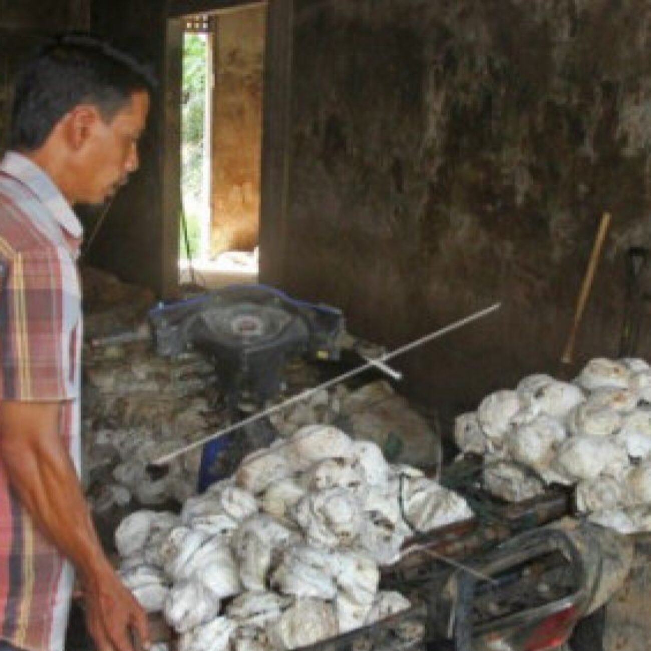 Petani Karet di Kepulauan Nias Gulung Tikar,  Harga Anjlok Drastis dalam Sepekan