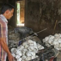 Petani Karet di Kepulauan Nias Gulung Tikar,  Harga Anjlok Drastis dalam Sepekan
