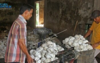 Petani Karet di Kepulauan Nias Gulung Tikar,  Harga Anjlok Drastis dalam Sepekan