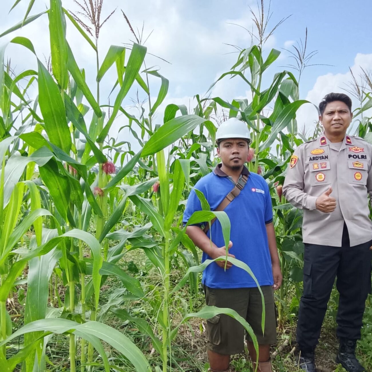 Cek Perkembangan Jagung Pipil Kuartal II Di Desa Miau Baru, Polsek Kongbeng Dukung Program Ketahanan Pangan