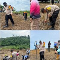 Polsek Kaliorang Dukung Program Asta Cita. Tanam Jagung Pipil Kuartal II Di Desa Bukit Makmur