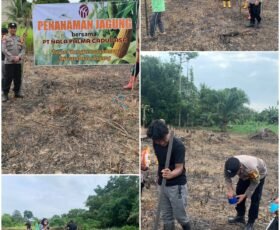 Polsek Muara Bengkal Dampingi PT Nala Palma Cadudasa Menanam Jagung Hibrida