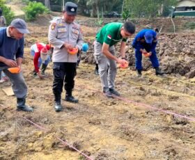 Gugus Tugas Polri Tahap IV, Polsek Sangkulirang Tanam Jagung Pipil di PT IPS